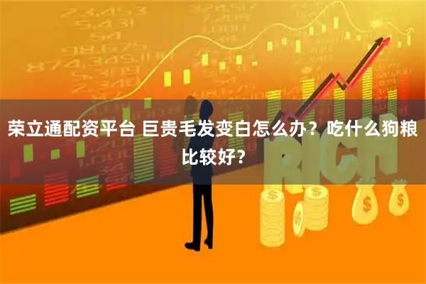 荣立通配资平台 巨贵毛发变白怎么办？吃什么狗粮比较好？